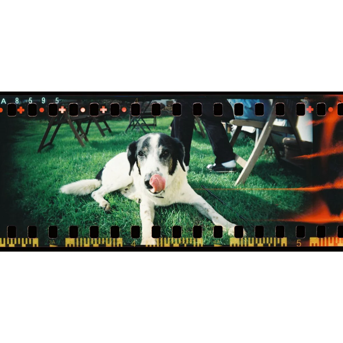Appareil panoramique Sprocket Rocket Coconut - Image 16