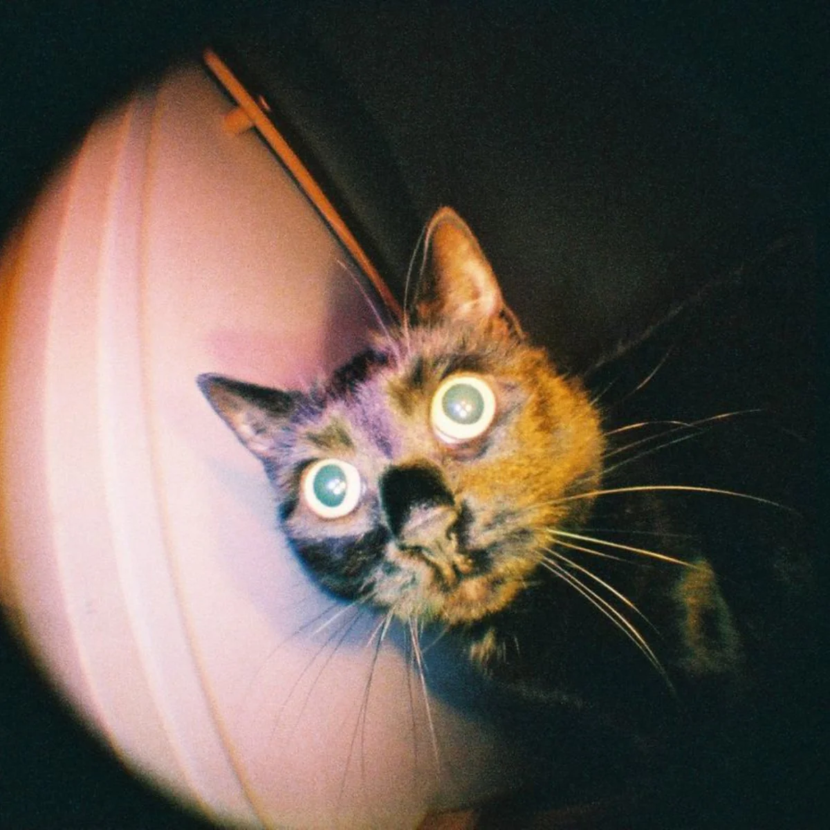Appareil Photo Fisheye Baby 110 Gold - Image 6