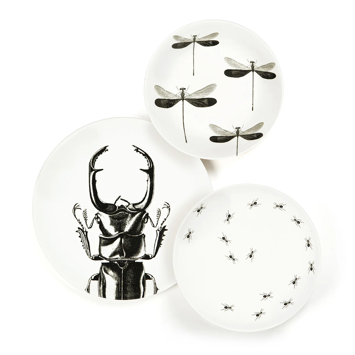 Assiette plate - Scarabée - Image 2