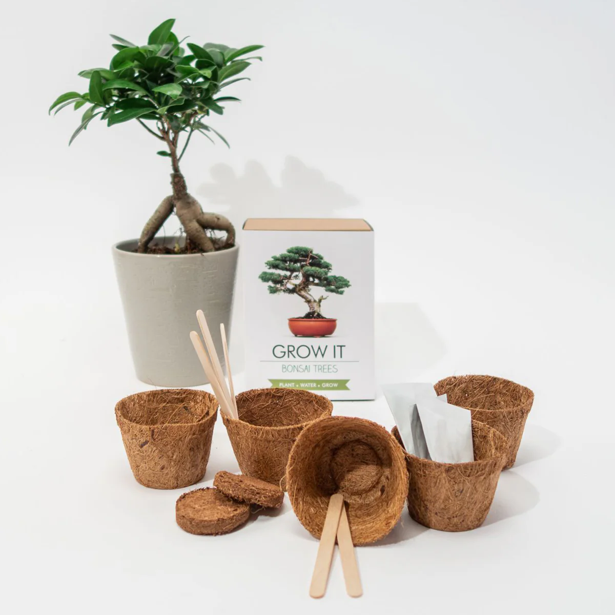 Kit Grow It Bonsai - Image 4