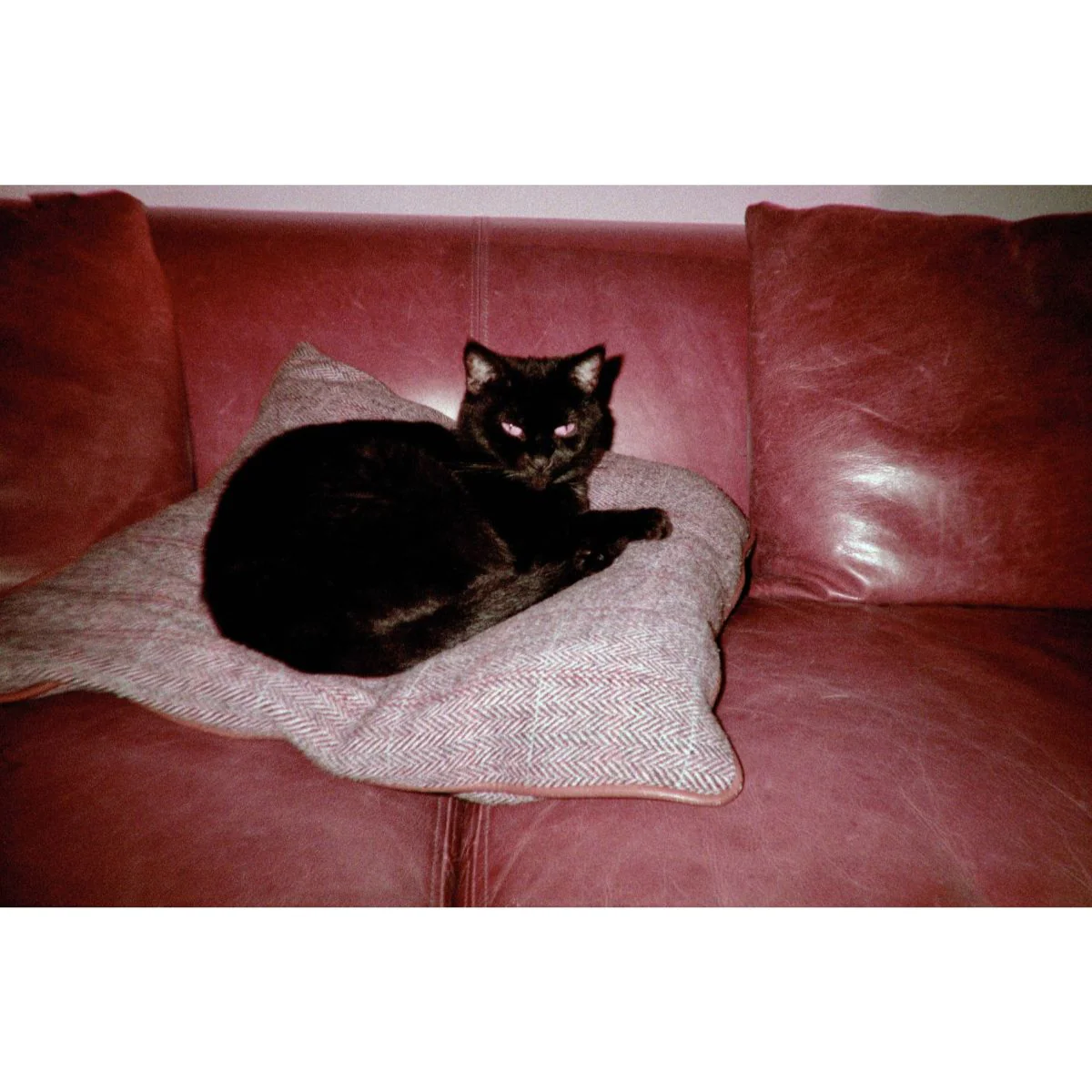 Simple Use Camera LomoChrome Purple - Image 11