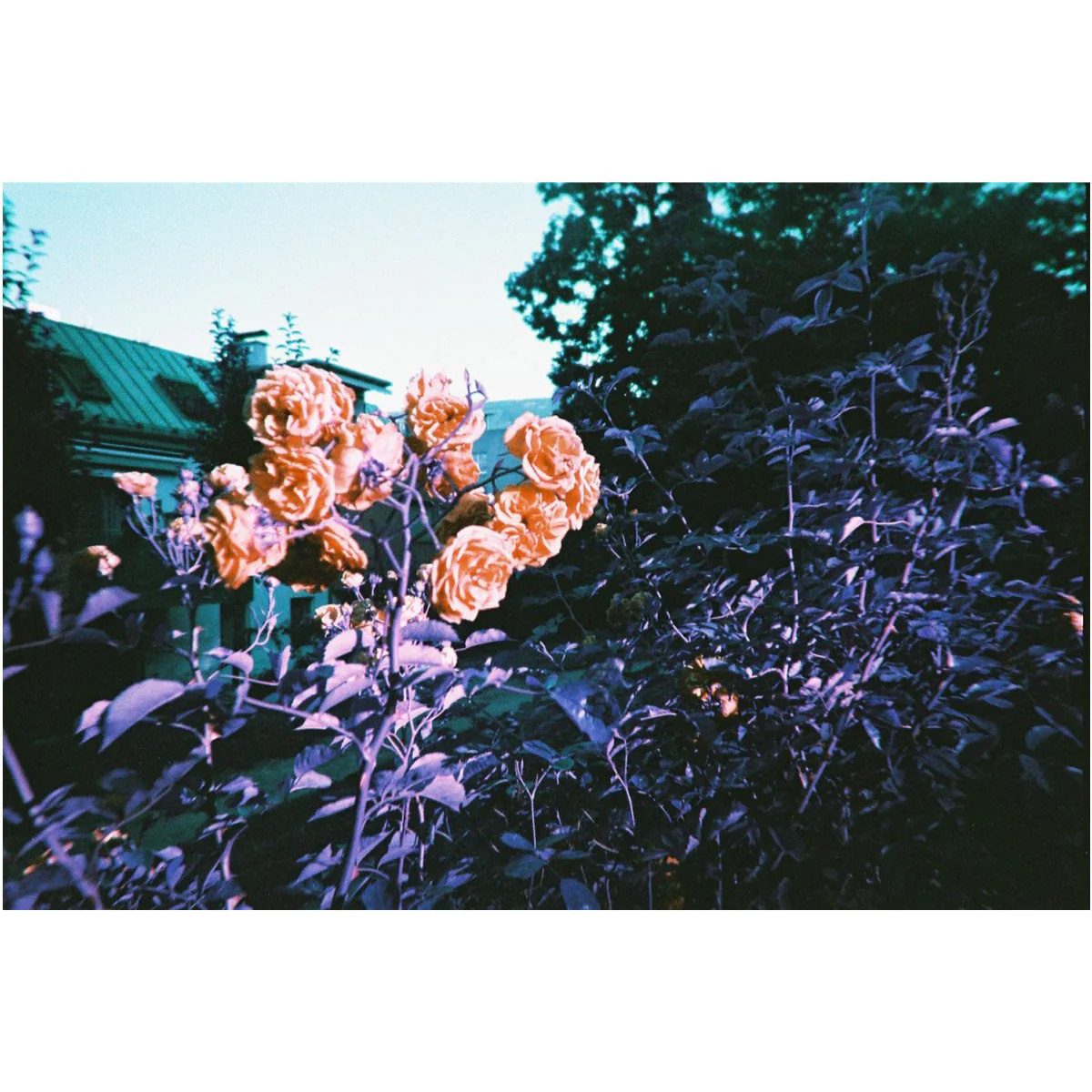 Simple Use Camera LomoChrome Purple - Image 6