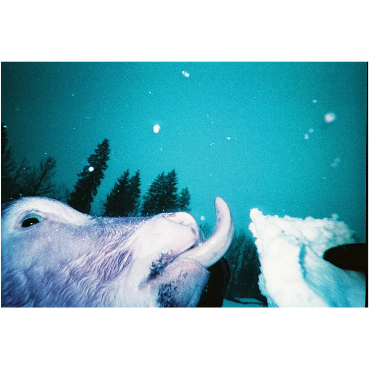 Simple Use Camera LomoChrome Purple - Image 7
