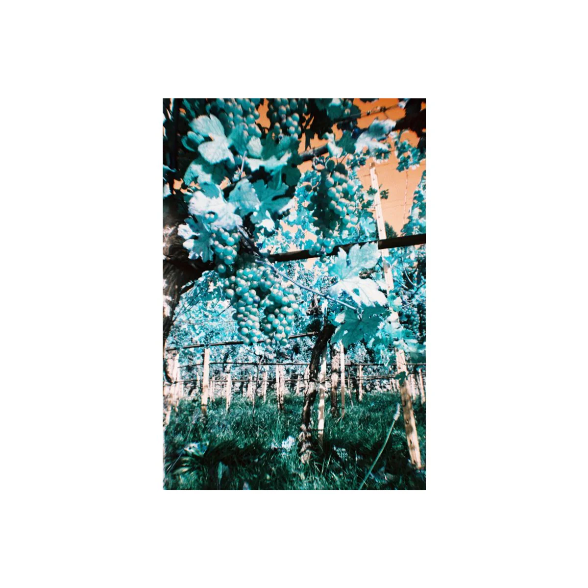 Simple Use Camera LomoChrome Turquoise - Image 9