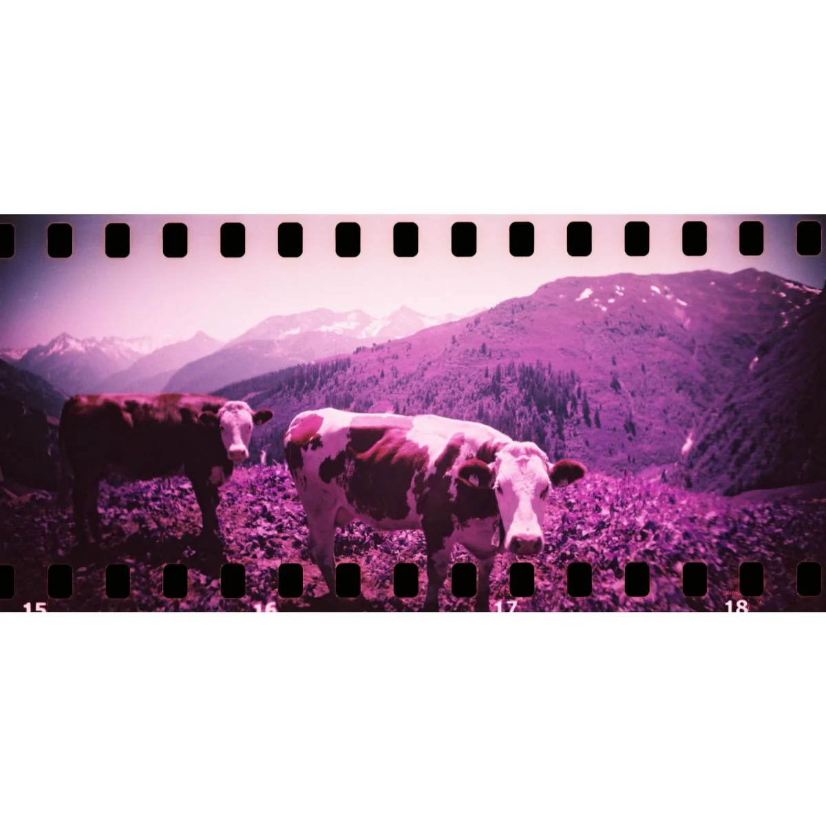 Sprocket Rocket Panoramic 35mm Baja Blue - Image 11