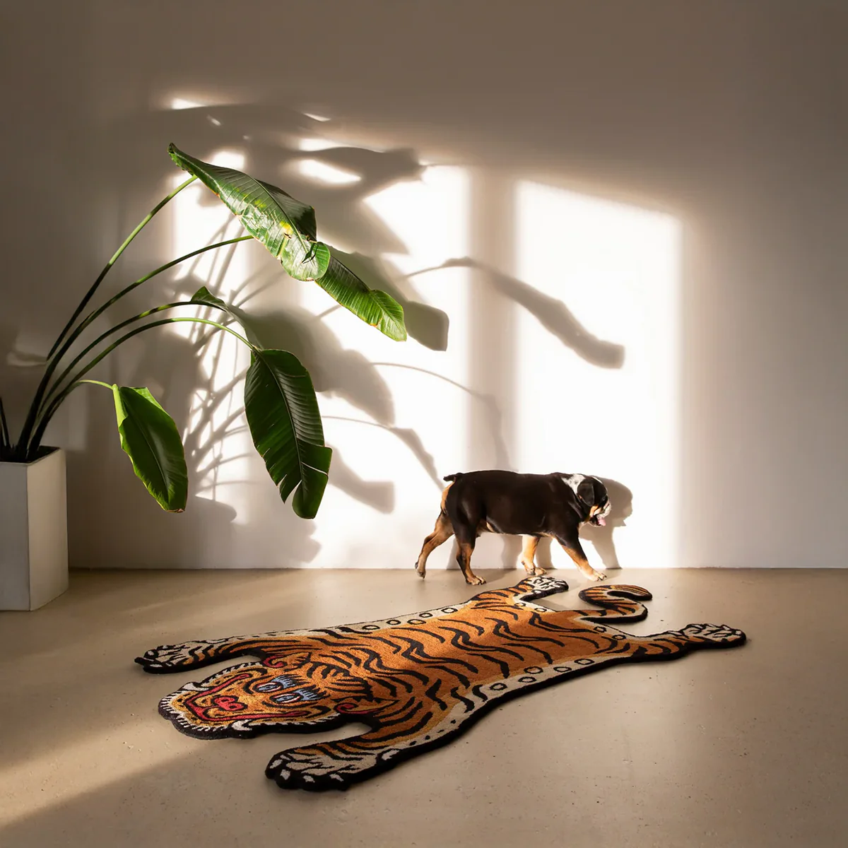 Tapis Tigre - Image 8