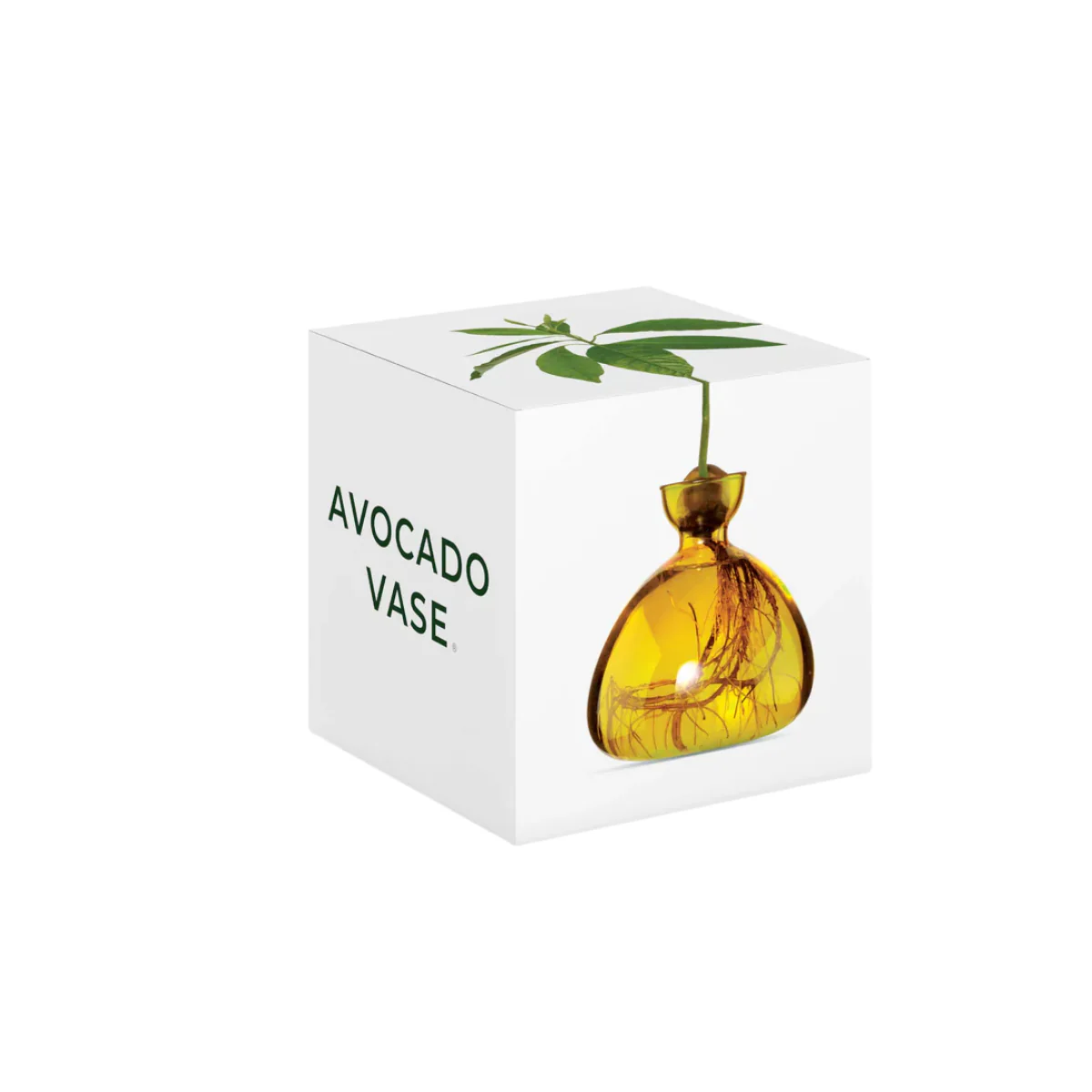 Vase en verre pour avocat - Image 10