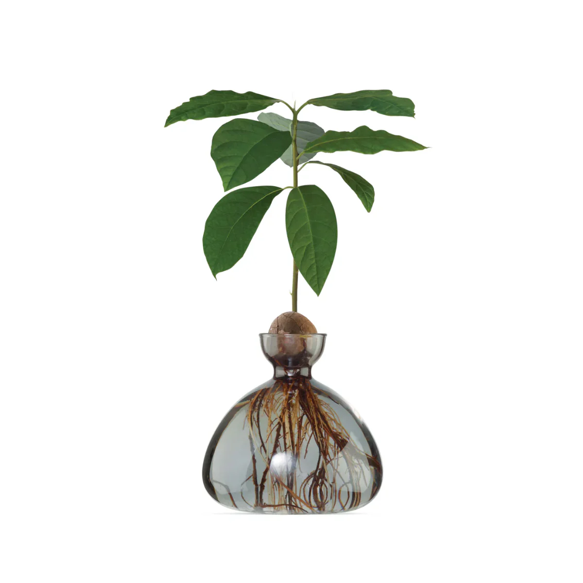 Vase en verre pour avocat - Image 11