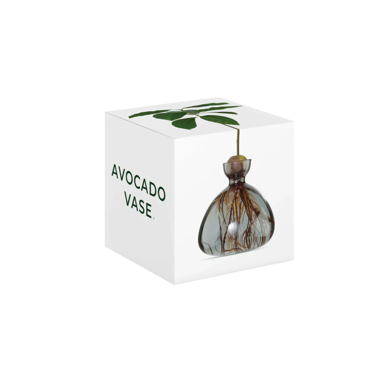Vase en verre pour avocat - Image 12