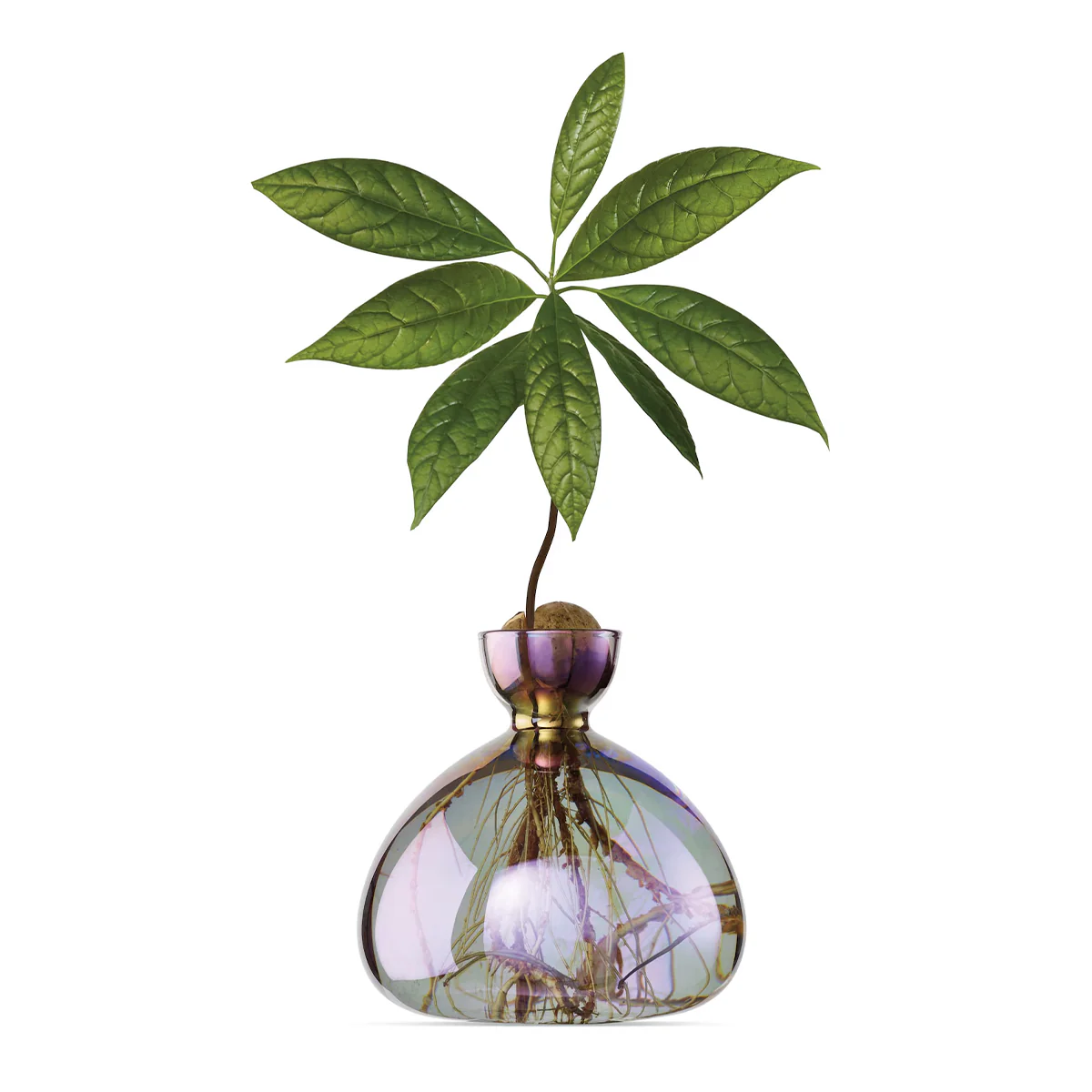 Vase en verre pour avocat - Image 13