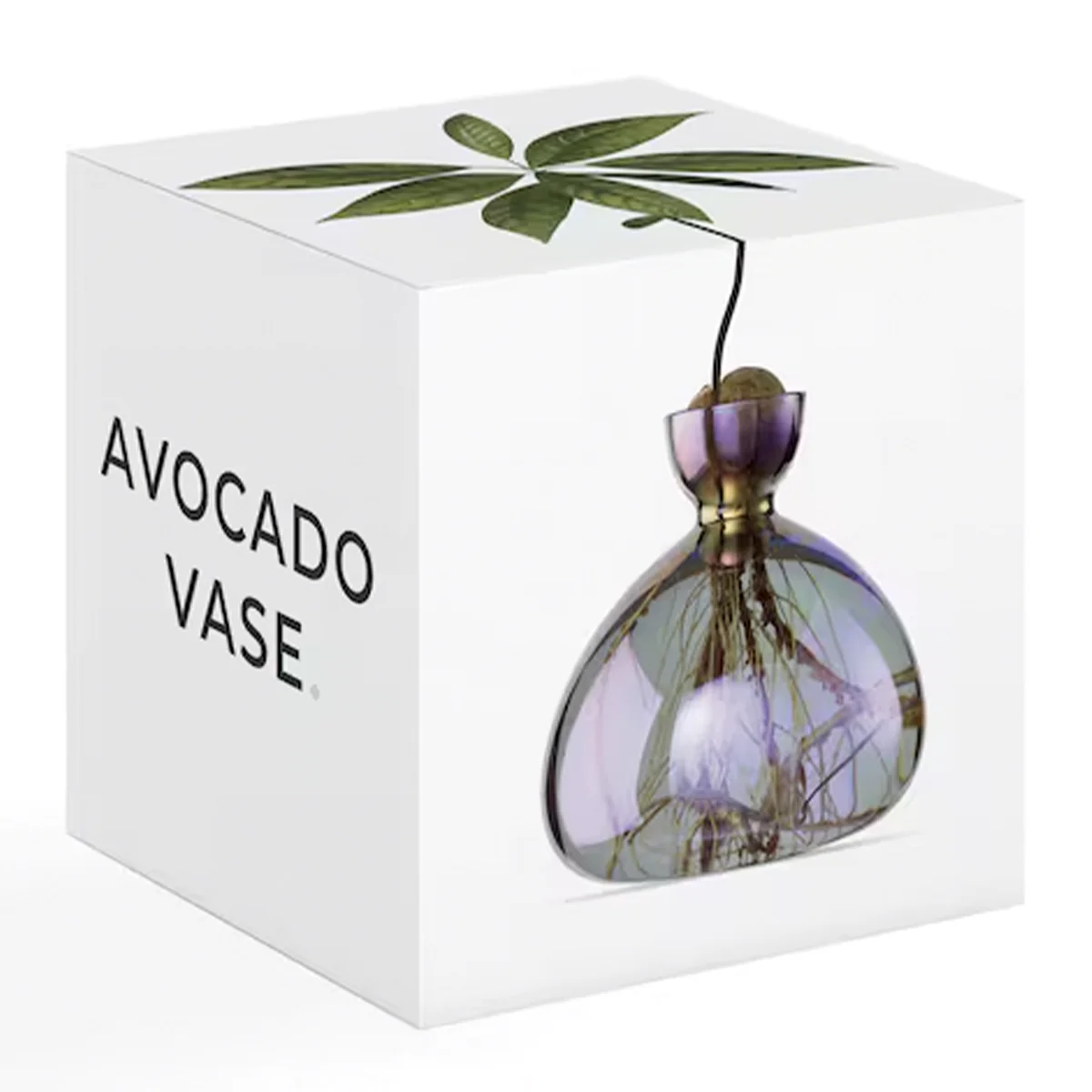 Vase en verre pour avocat - Image 14