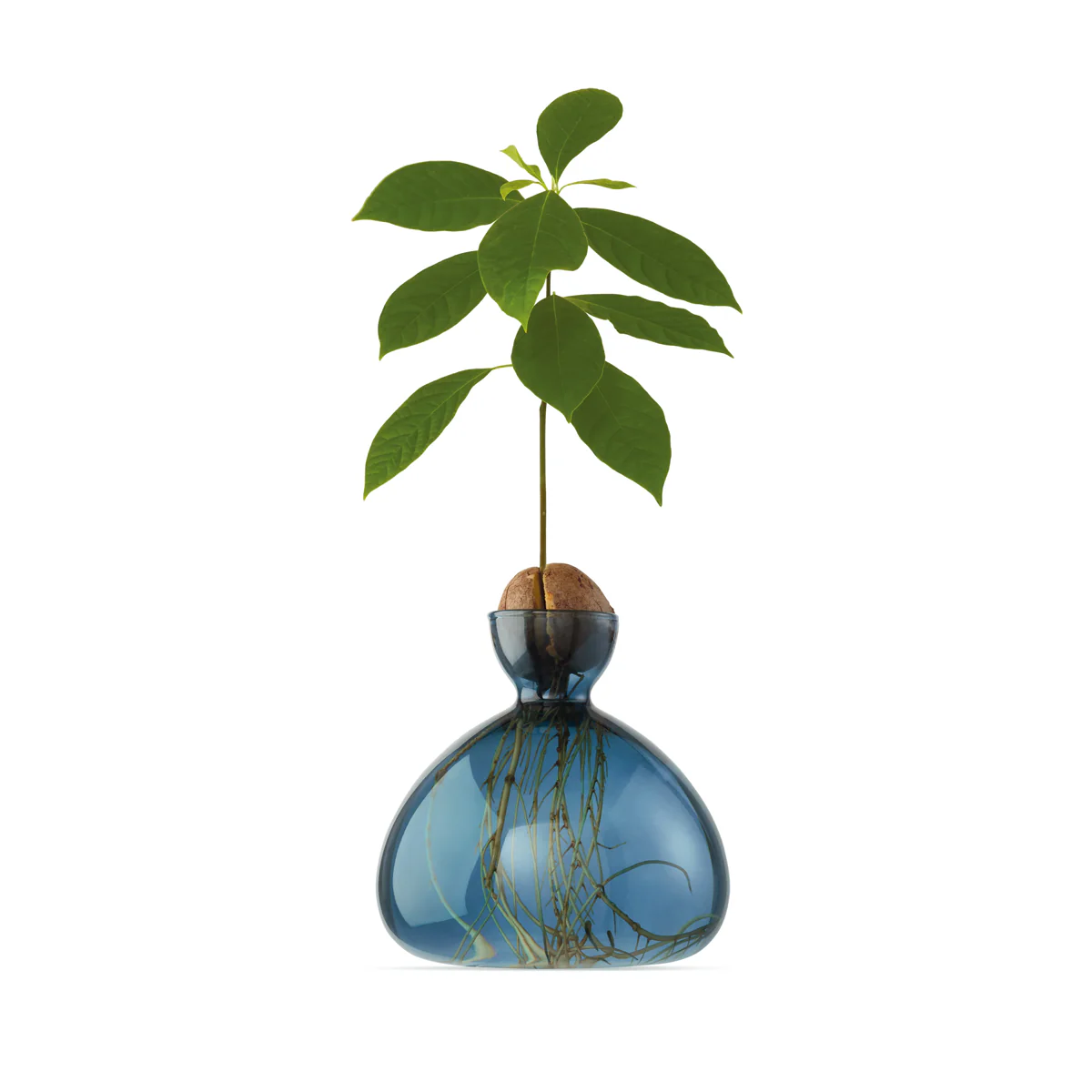 Vase en verre pour avocat - Image 15