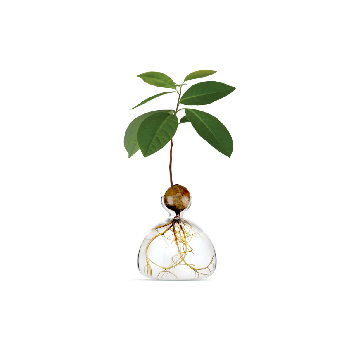 Vase en verre pour avocat - Image 16