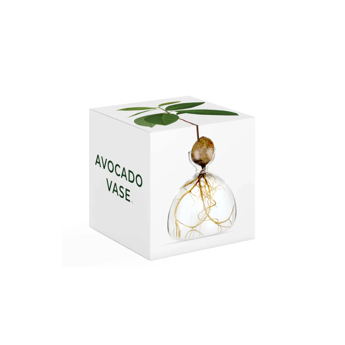 Vase en verre pour avocat - Image 17