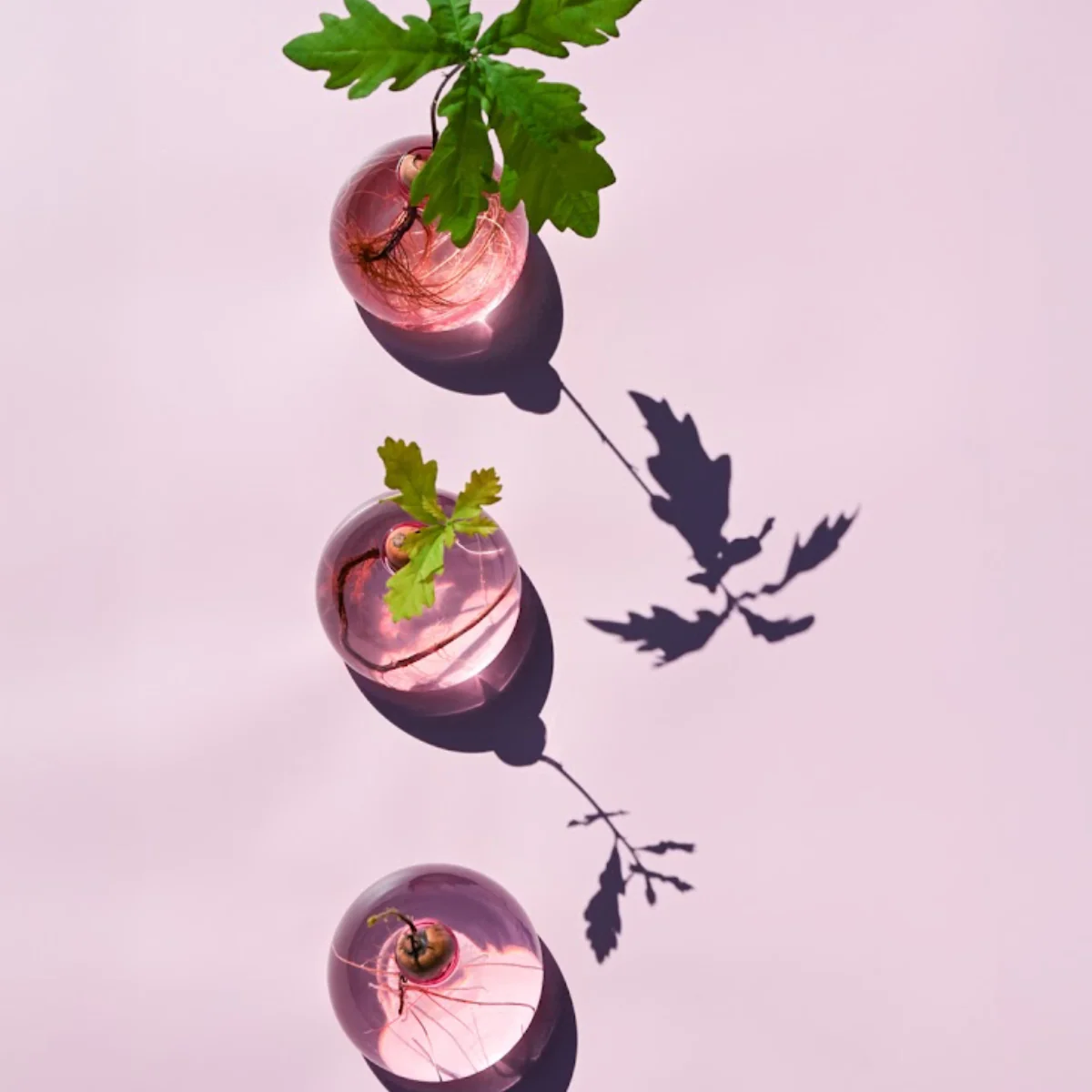Vase en verre pour avocat - Image 2