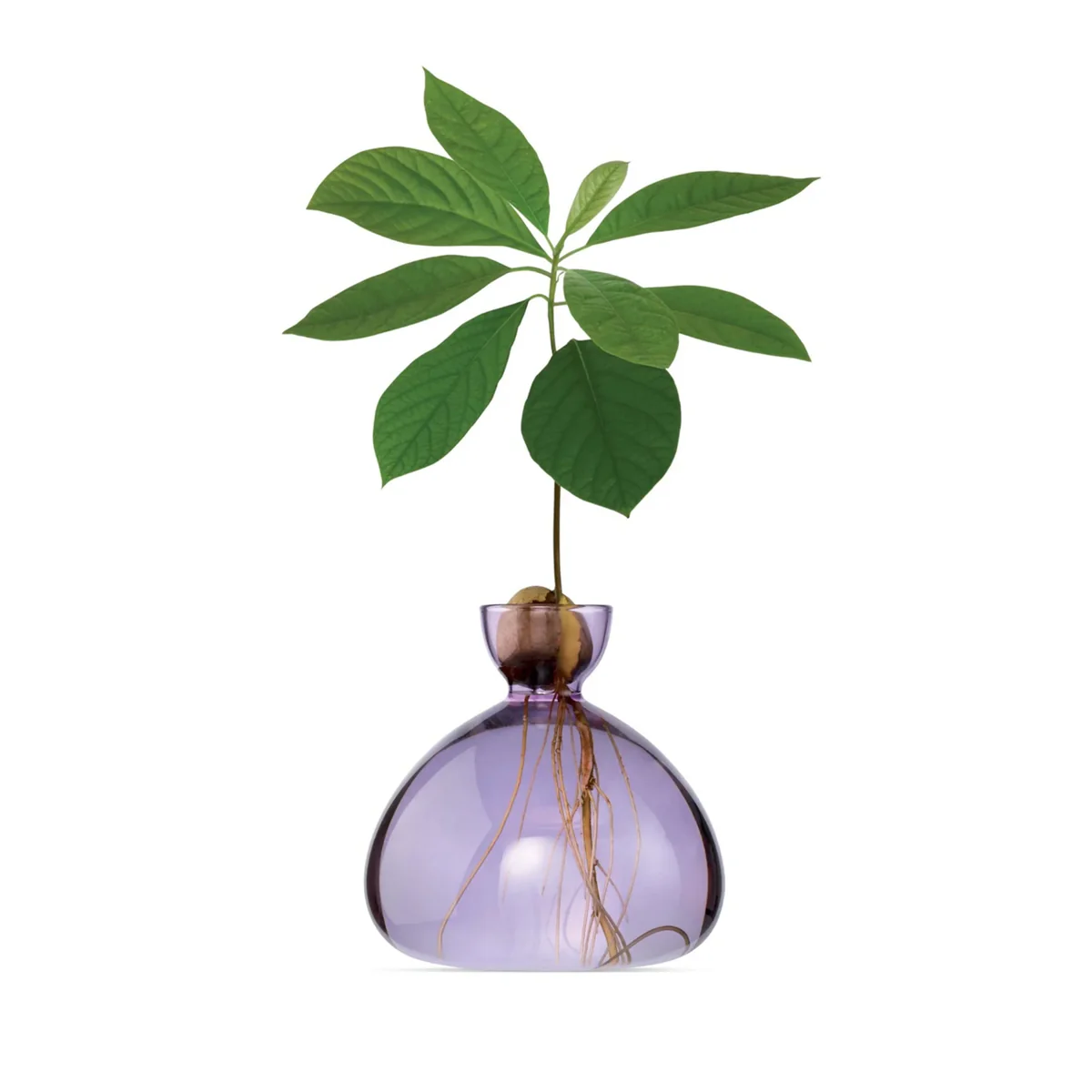 Vase en verre pour avocat - Image 3