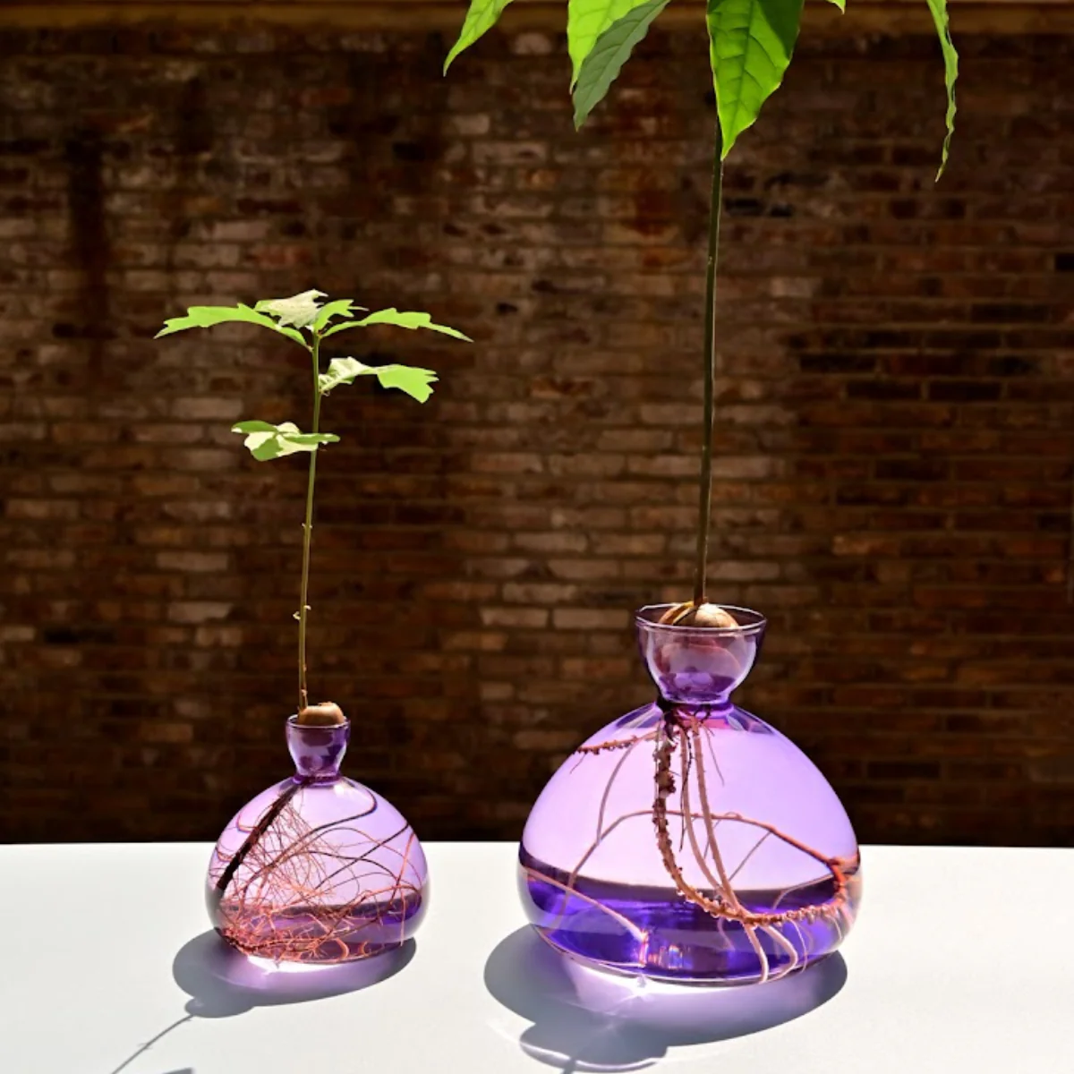 Vase en verre pour avocat - Image 4