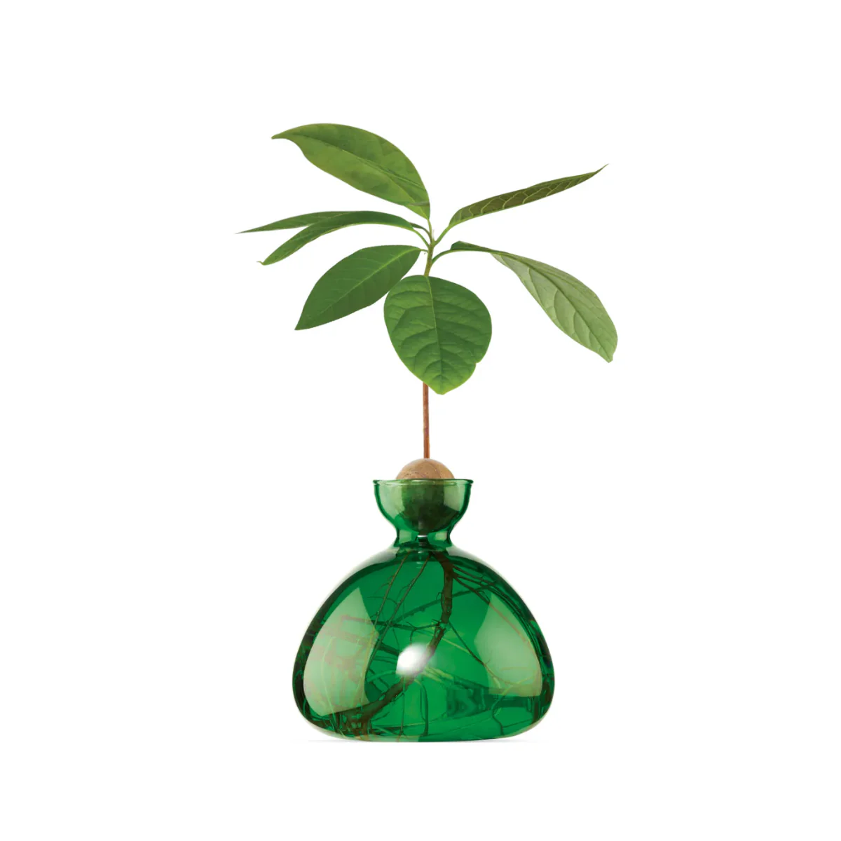 Vase en verre pour avocat - Image 5