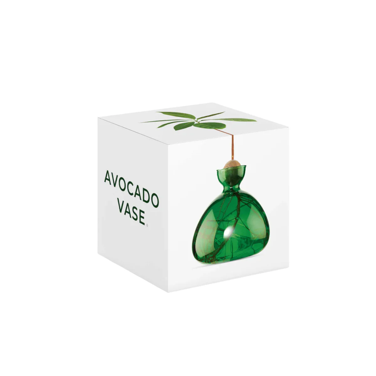 Vase en verre pour avocat - Image 6