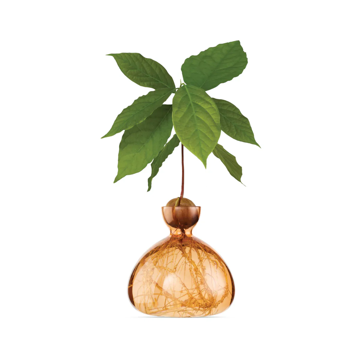 Vase en verre pour avocat - Image 7