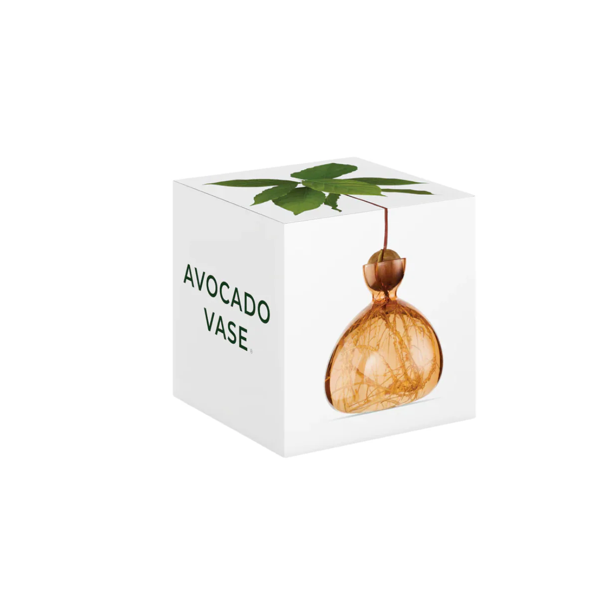 Vase en verre pour avocat - Image 8