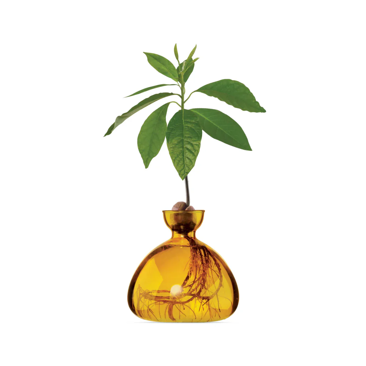 Vase en verre pour avocat - Image 9