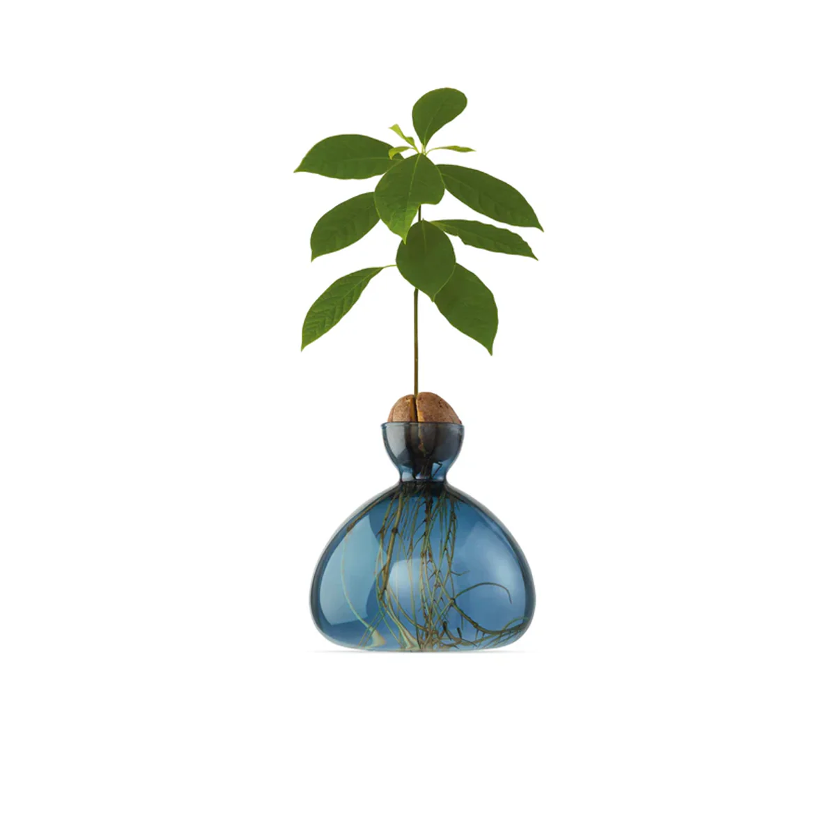 Vase en verre pour gland Cosmic - Image 3