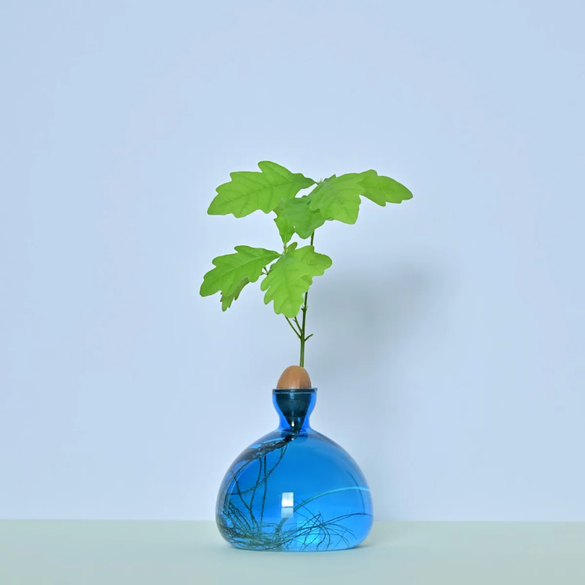 Vase en verre pour gland Cosmic - Image 4