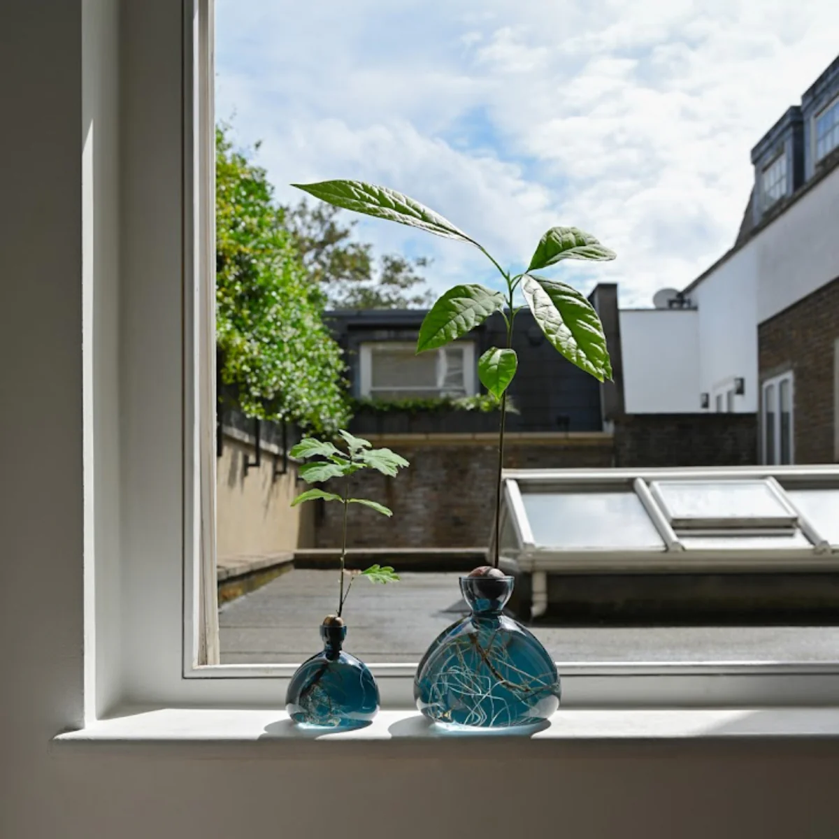 Vase en verre pour gland Cosmic - Image 5