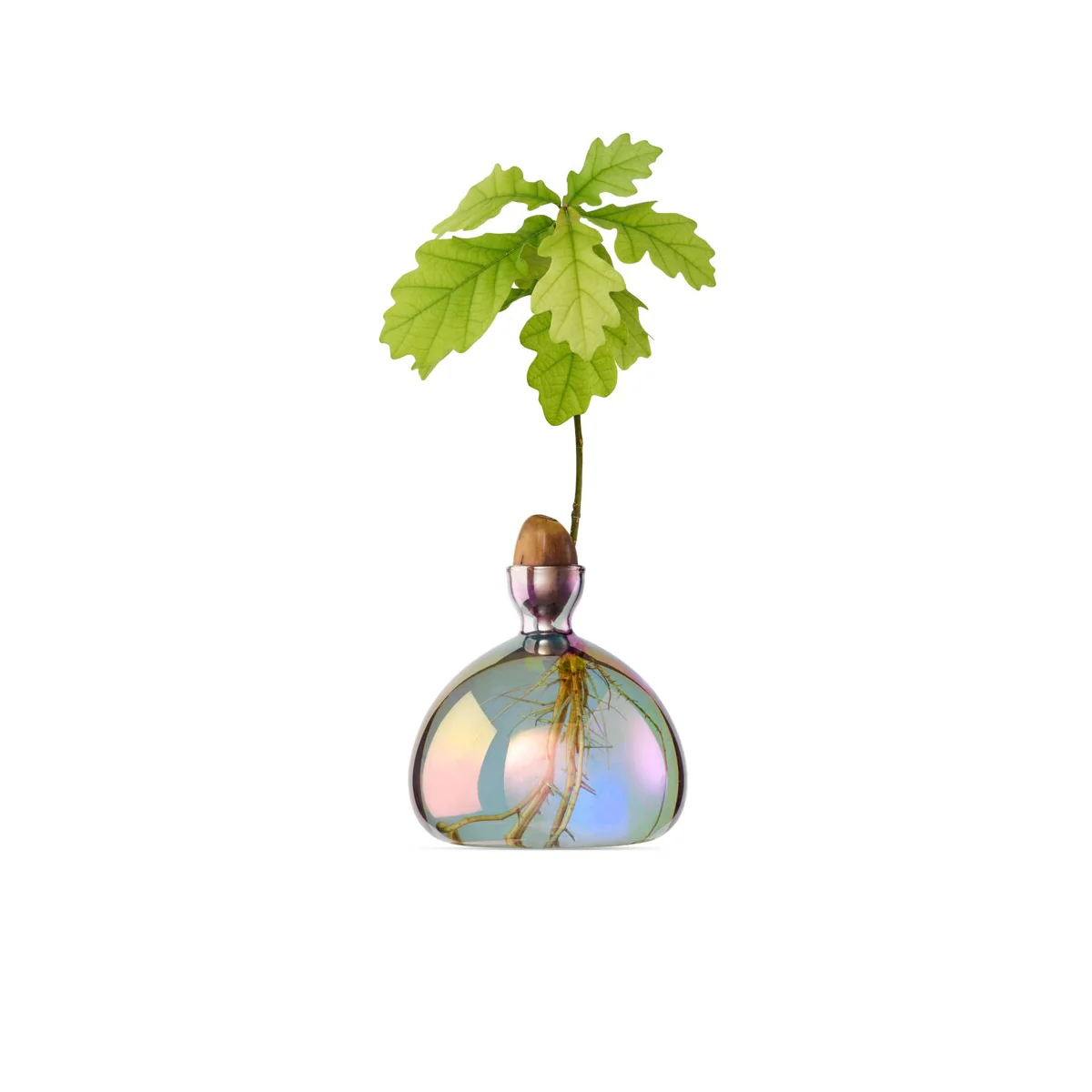 Vase en verre pour gland Cosmic - Image 6