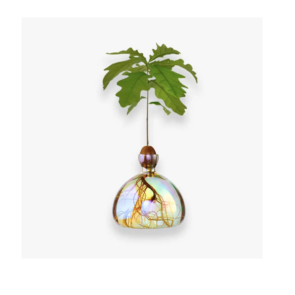 Vase en verre pour gland Cosmic - Image 7