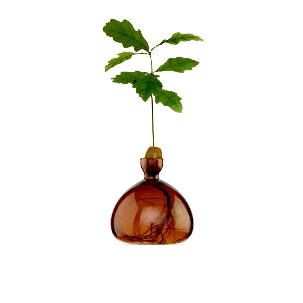 Vase en verre pour gland - Image 3