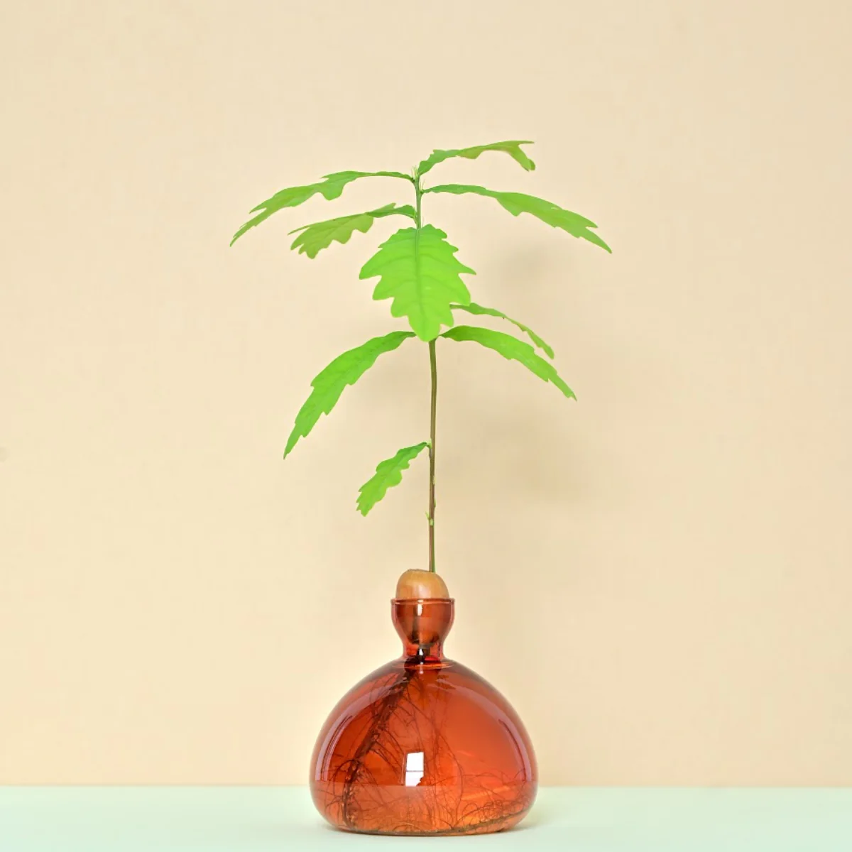 Vase en verre pour gland - Image 4