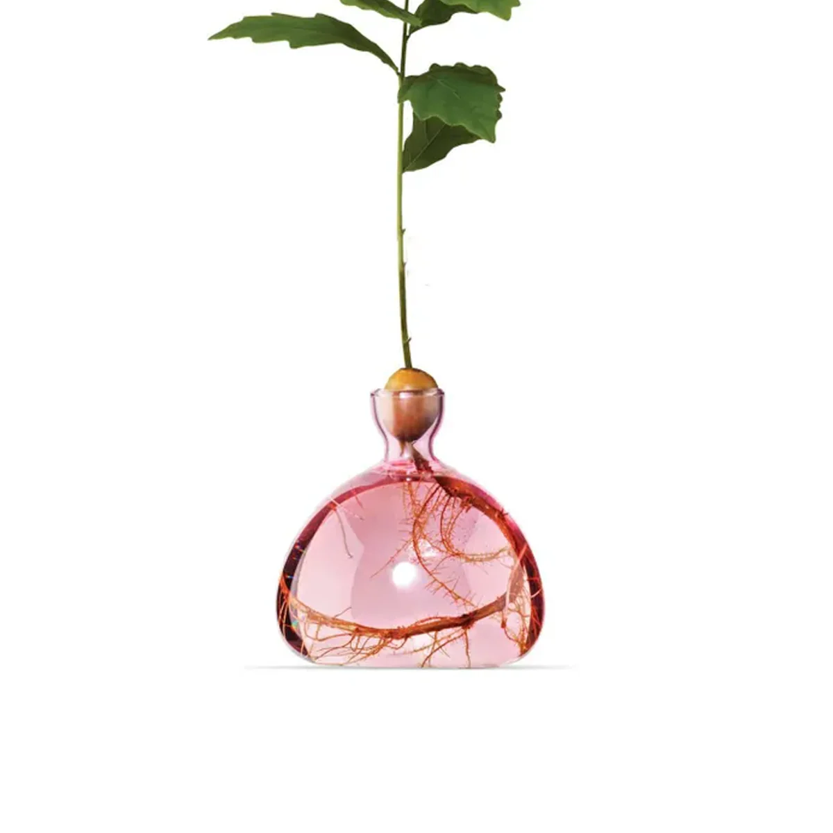 Vase en verre pour gland - Image 6