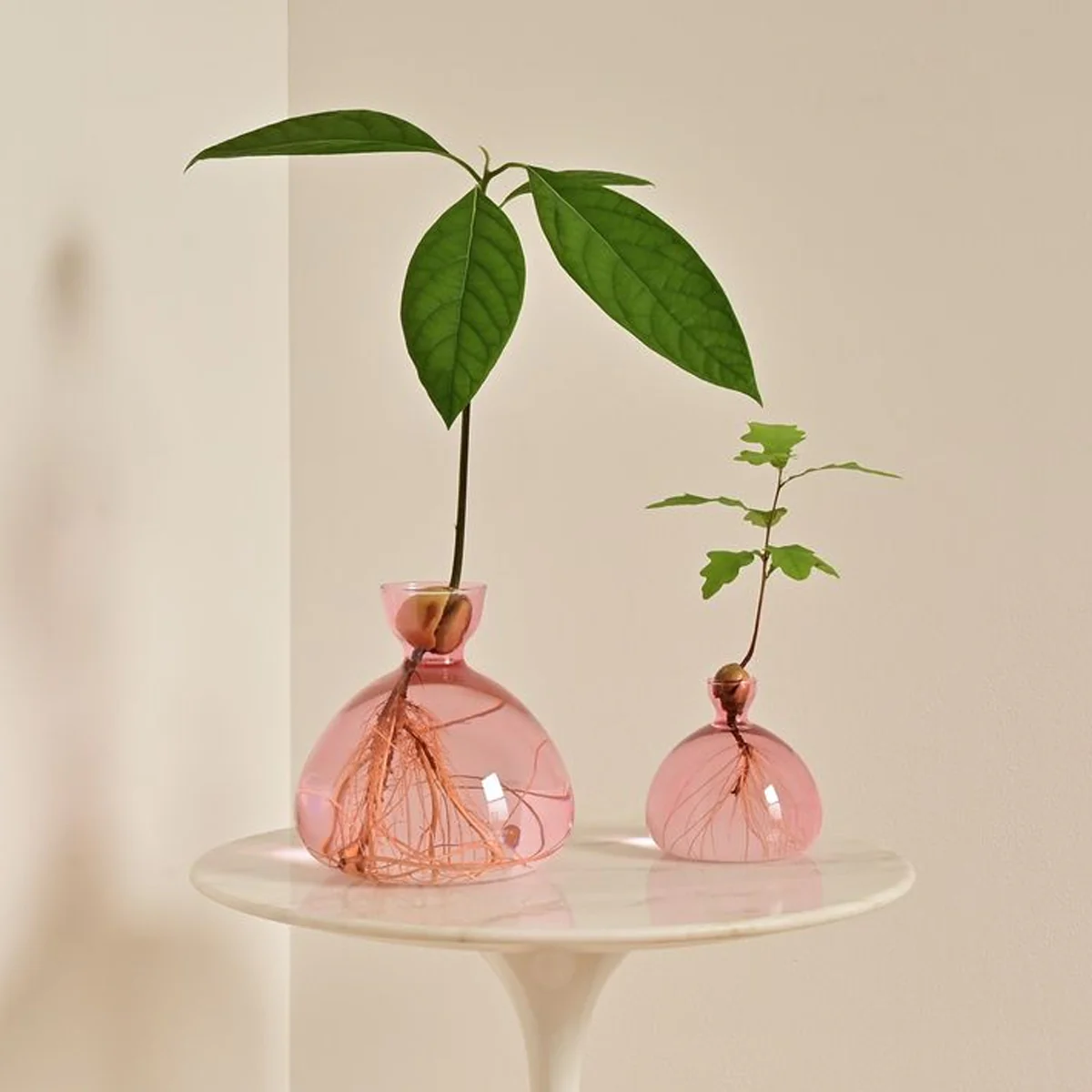 Vase en verre pour gland - Image 7