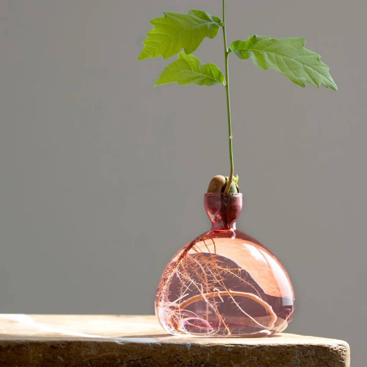 Vase en verre pour gland - Image 8